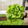 Salata verde: proaspătă, versatilă și plină de nutrienți. Beneficii și idei de rețete