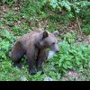 Prezența unui urs semnalată în localitatea Muncelu (Baia de Arieș). A fost emis mesaj RO-Alert locuitorilor din zonă