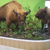 (AUDIO) Noul Centru de vizitare a Parcului Natural Vânători Neamț a fost inaugurat astăzi