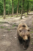 În curând va fi gata recensământul urşilor bruni din România