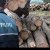 Bărbat din Valea Mare Pravăț, reținut pentru tăiere ilegală de arbori