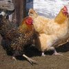 România, în topul țărilor europene cu cel mai mare număr de găini ouătoare