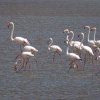 VIDEO Flamingii au revenit în Delta Dunării
