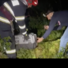 VIDEO: reprezentanții ISU Cluj au salvat un pui de vulpe și l-au eliberat înapoi în pădure