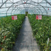 Sprijin pentru fermieri: Compensarea pierderilor la tomate și usturoi în sere