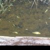 Pești morți în Valea Salcă din Dej din cauza deversărilor de la Parcul Balnear Toroc