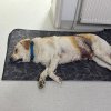 Poliția anchetează 3 infracțiuni în cazul câinelui împușcat de pe Valea Rusului. Nu există încă un suspect!