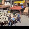 VIDEO: Obicei păstrat de sute de ani, surprins pe străzile din Parva. Turmele de oi au urcat la munte peste vară!