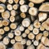 Aproape 1.300 mc de lemn de foc disponibil la două ocoale silvice