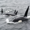 Balenele ucigașe au scufundat o ambarcațiune în Strâmtoarea Gibraltar