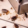 Cum au reușit gândacii de bucătărie să colonizeze locuințele din toate colțurile lumii