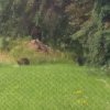 Doi pui de urs găsiţi morţi în apropierea municipiului Sfântu Gheorghe