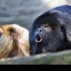 Iadul de foc se dezlănțuie în Mexic. Maimuțele urlătoare cad moarte din copaci