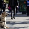 Iubitorii de animale îi invită pe candidații la Primăria Capitalei la o dezbatere privind protecția și bunăstarea animalelor într-un București Pet Friendly