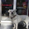 Lege adoptată: Anumiți proprietari de câini pot să intre cu patrupedele în magazine și mijloace de transport