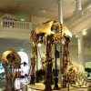 Muzeul Naţional de Istorie Naturală Grigore Antipa anunţă că nu va participa la ediţia 2024 a proiectului Noaptea Muzeelor