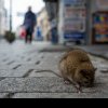 Nicușor Dan susține că în București nu sunt probleme cu șobolanii: E o temă artificială