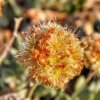 O floare unică în lume este amenințată cu dispariția: O mină de litiu va face să piară Eriogonum tiehmii
