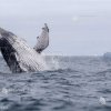 O specie de balene ginatice, considerată dispărută de un secol, a apărut în largul coastelor Patagoniei