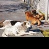 Operaţiune de opt ore pentru salvarea unui câine care a intrat într-o vizuină de vulpe, sub fundaţia unei case - A intervenit un câine specializat