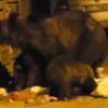 Patru urși au fost văzuți într-o localitate din Harghita. Autoritățile au emis mesaj Ro-Alert