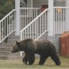 Peste 200 de mesaje RO-ALERT privind prezenţa urşilor, transmise de ISU de la începutul anului într-un singur județ