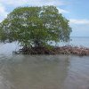 Predicție sumbră: jumătate din pădurile de mangrove vor putea dispărea până în 2050 - studiu IUCN