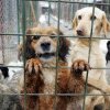 Turcia ia în considerare eutanasierea câinilor vagabonzi care nu sunt adoptaţi
