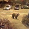 Urs văzut în zona centrală a staţiunii Sinaia; a fost transmis mesaj RO-ALERT