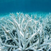 VIDEO Aproximativ 60% din recifele de corali din lume ar fi fost afectate de albire în ultimul an