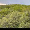 APIA: se pot depune cereri de plată pentru ”prima împădurire” și ”crearea de suprafețe împădurite”. Cât este ajutorul de la stat