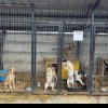 Campanie de sterilizare gratuită a câinilor cu stăpân, la Alba Iulia. Model cerere și detalii pentru proprietarii de animale
