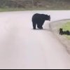 RO ALERT: O ursoaică cu trei pui a fost văzută într-o zonă din Blaj. Avertisment pentru localnici