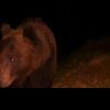 Urs semnalat pe o stradă din municipiul Sebeș. Locuitorii au fost avertizați prin sistemul RO-ALERT
