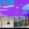 Ziua Copilului la Sebeș: expoziție interactivă despre universul creierului uman și ateliere de robotică. Program