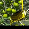 De ce s-au dublat prețurile pentru uleiul măsline și ce urmează