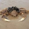 VIDEO. „Nu mai intru în mare”, turiștii îngroziți de creaturile uriașe descoperite pe o plajă