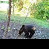 Un urs a apărut în curtea unei cabane, la Bonțida