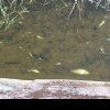 Pești morți în Valea Salcă din Dej. CAUZA are legătură cu Parcul Balnear Toroc – FOTO