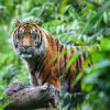 Cinci animale pe cale de dispariție: Un semnal de alarmă pentru conservare