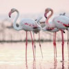 Mai multe păsări flamingo în căutare de hrană și odihnă, filmate pe brațul Sfântu Gheorghe