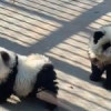 Mai mulți câini au fost vopsiți și prezentați drept urși panda la o grădină zoologică. Ce a urmat