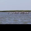 ARBDD: Pasarile flamingo au poposit din nou in Delta Dunarii! (VIDEO)