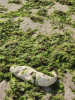 Descoperire trista, langa Cazino, in Constanta - Pui de delfin, mort pe plaja