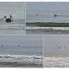 Fotoreportaj Constanta: Eleganta pelicanilor la Mamaia Nord. O priveliste ce infrumuseteaza peisajul marin (FOTO+VIDEO)