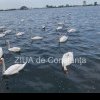 Fotoreportaj Constanta: Spectacol de exceptie al lebedelor pe Lacul Neptun (FOTO+VIDEO)