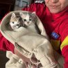 ISU Dobrogea: Doi pui de pisica, salvati de pompieri. Au ramas captivi in tevile de la subsolul unui bloc