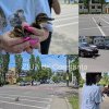 O rata si doi boboci au oprit traficul rutier in Statiunea Mamaia! Cum au reactionat soferii cand au observat pasarile (GALERIE FOTO+VIDEO)