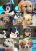 Primaria Constanta: Se deschide targul de adoptii canine in Parcul Tabacarie! 10 Catei isi asteapta stapanii