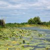 Tulcea: Suprafata habitatelor protejate din Delta s-a redus in ultimii ani